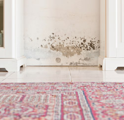 Mold on a wall in a Pasa Robles home